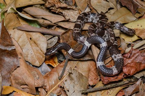 wolf snake price|Lycodon bibonius .